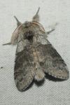 Calliteara pudibunda