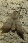 Charanyca trigrammica