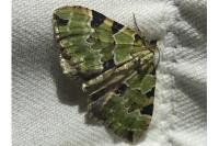 Colostygia pectinataria