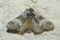 Drymonia dodonaea