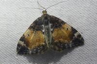 Dysstroma truncata