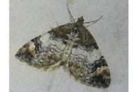 Dysstroma truncata