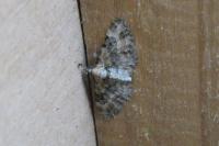 Eupithecia pulchellata