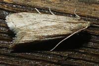 Ephestia