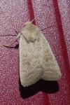 Hoplodrina ambigua