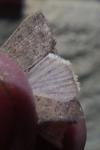 Hoplodrina ambigua