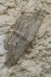 Hypomecis punctinalis