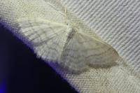 Idaea subsericeata