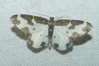 Lomaspilis marginata