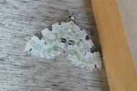 Colostygia pectinataria
