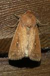 Mythimna albipuncta
