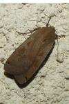 Noctua pronuba