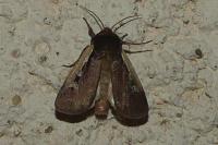 Ochropleura plecta