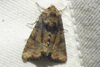 Oligia latruncula/strigilis/versicolor