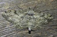 Peribatodes rhomboidaria