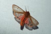 Phragmatobia fuliginosa