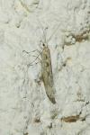 Plutella xylostella