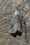 Schrankia costaestrigalis