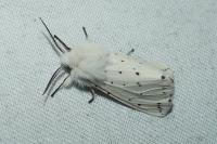 Spilosoma lubricipeda