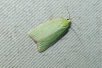 Tortrix viridana