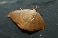 Watsonalla uncinula