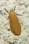 Wittia sororcula
