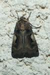 Xestia c-nigrum