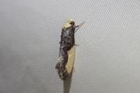 Monopis monachella