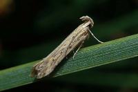 Metzneria paucipunctella