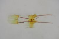 Metzneria paucipunctella