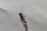 Oxypteryx wilkella