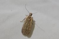 Bryotropha figulella