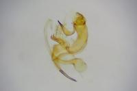 Bryotropha figulella