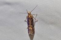 Scrobipalpa ocellatella