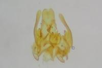 Scrobipalpa ocellatella