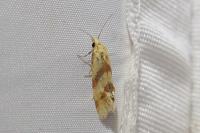 Aethes deaurana