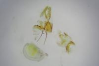 Aethes deaurana
