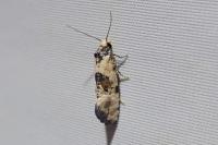 Cochylis pallidana