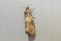 Piniphila bifasciana