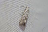 Lobesia helichrysana