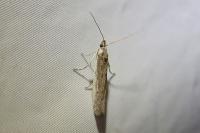 Phycitodes saxicola