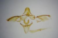Phycitodes saxicola