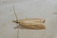 Anerastia lotella