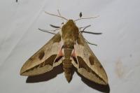 Hyles euphorbiae