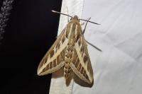Hyles livornica