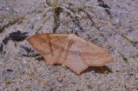Scopula imitaria