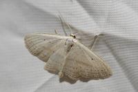Scopula emutaria