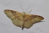 Idaea degeneraria