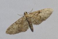 Eupithecia abbreviata