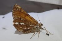 Bupalus piniaria
